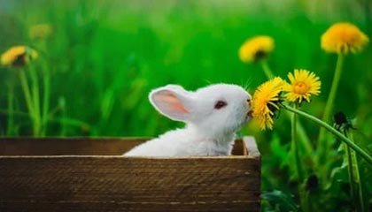 单板滑雪世界杯卡尔加里站 武绍桐获得亚军